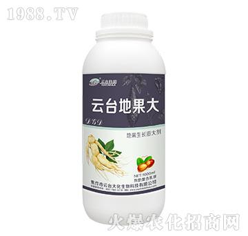 云臺地果大-云臺大化